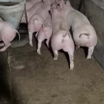 健康好猪苗，防疫到位，品种纯正，三元仔猪
