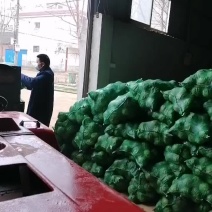 甘蓝加工厂，集体食堂均可，全国各大菜市场都可销售