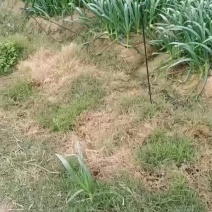 基地货，直接对接