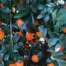 大理宾川沃柑