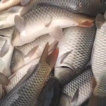 原塘鲤鱼
