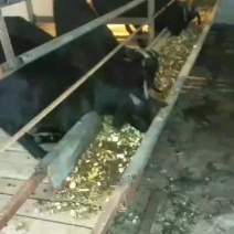 努比亚黑山羊种母羊