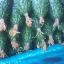 黄瓜短条中条细条绿油亮黑油亮干花带刺鲜花带刺