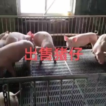 本猪场常年出售精品外三元仔猪，二元母猪，种公猪，黑猪