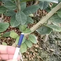 广东四季香水柠檬苗，香气更浓皮薄无籽无苦味