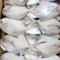 东海白鲳鱼200件起批全国各地均可直达一吨起批