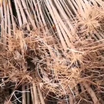 4公分107速生杨树苗，两年苗4-6-7-公分的，工程苗