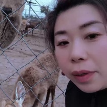 东北梅花鹿