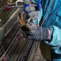 【好货推荐】河北泊头脱温柴鸡苗源头厂家包打疫苗技术指导