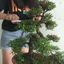 热销S型【赤楠】品种纯正质量保证可提供技术指导