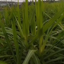 大灰黑脱毒苗，高约1米，量大从约