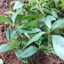 草珊瑚
