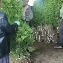 侧柏