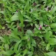 纯紫花大宽叶白芨