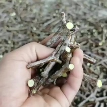 山东沾化冬枣接穗二代接穗蟠枣接穗枣苗现起苗现发货