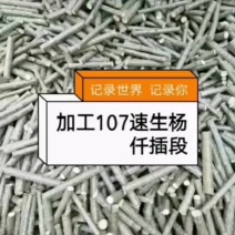 杨树苗