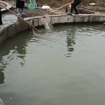 草鱼苗