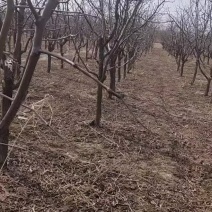 冬枣原产地山东沾化枣苗，一代冬枣苗，一至十公分都有