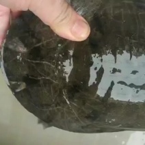 纯野生甲鱼