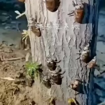 金蝉苗，金蝉枝条，金蝉卵枝，爬蚱，知了猴，金蝉批发
