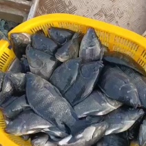陕西渭南合阳县温泉水养殖罗非鱼