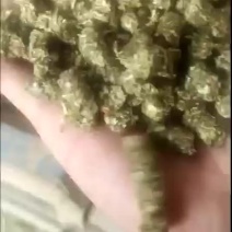 燃料颗粒