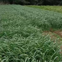蒜苗