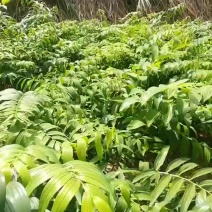 黄精种苗整车包邮多花姜形黄精老虎姜苗山姜苗药典品种