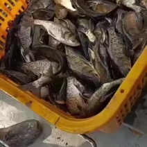 花鲢苗大头鱼苗雄鱼苗麻花鲢，10公分至3斤，可下塘放养