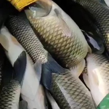 大小草鱼，条形好，1至15斤，规格齐全，可以下塘放养。