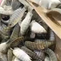 海南罗非王，海南青宝路，单性罗非鱼苗，渔场直供