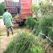 积克苗子，又称臭杞苗子大量销售，欢迎采购，诚信第一。
