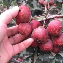 山楂树苗品种有大金星自家农户种植量大大价格有保证质