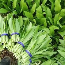 精品油麦菜，常年有货大量供应。