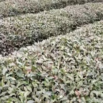 茶叶，有龙井是43.青茶，，分，独牙，一牙一，毛峰