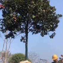 各种规格广玉兰大量供应