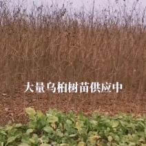 乌桕树苗