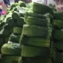 广东韭花产地货源充足质量保证一年四季均可供货