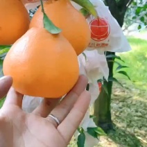 耙耙柑精品果。