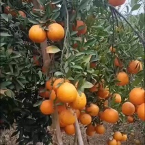 品质好，口感好。颜色又好。