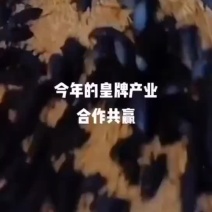 出售蛋白虫大麦虫化蛹盒