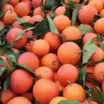 塔罗科血橙，大量上市，产量大果面干净，品质好