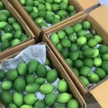 广东香水柠檬有货