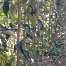 出售明月苹果苗