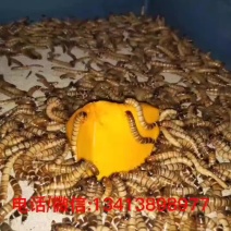 蛋白虫