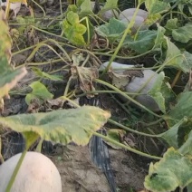 海南蜜本南瓜大量上市。