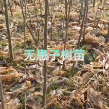 江西九江无患子树苗规格齐全育苗基地诚信经营
