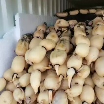 莲藕35莲藕泗阳上车中，精品莲藕皮色白嫩个头均匀藕节圆润