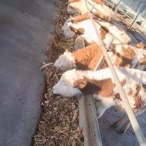 西门塔尔牛肉牛养殖场，西门塔尔牛牛犊养殖场
