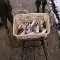 欢迎各位钓场老板前来选购